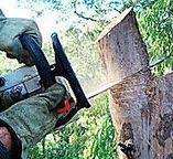 Best Tree Maintenance Programs  in Auburn, ME