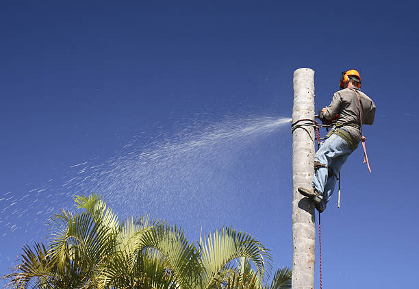 Best Hazardous Tree Removal  in Auburn, ME