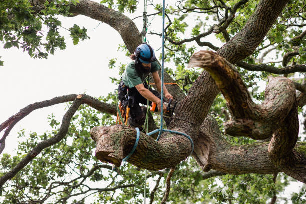 Best Tree Health Inspection  in Auburn, ME