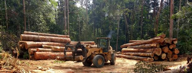 Best Tree Preservation Services  in Auburn, ME