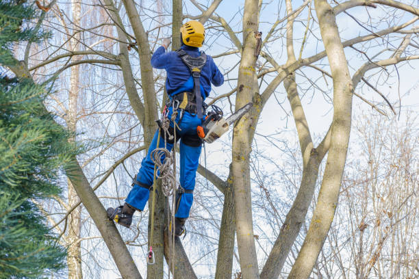 Professional Tree Care in Auburn, ME