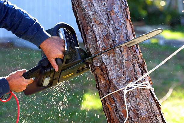 Best Tree Trimming and Pruning  in Auburn, ME