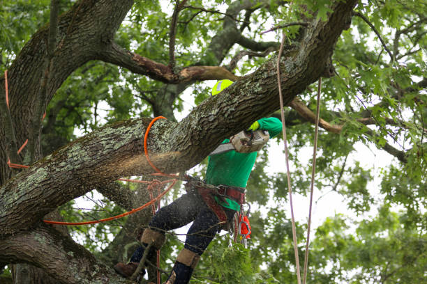 How Our Tree Care Process Works  in  Auburn, ME
