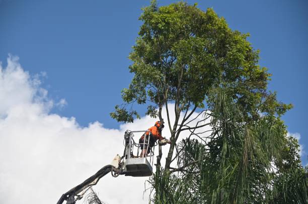 Best Commercial Tree Services  in Auburn, ME