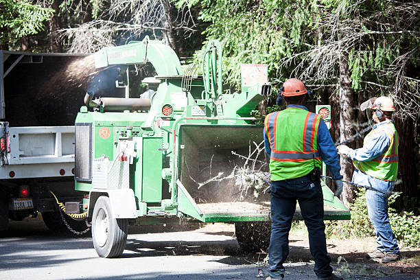 Best Grass Overseeding  in Auburn, ME