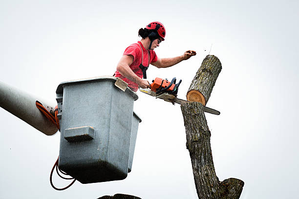 Best Leaf Removal  in Auburn, ME