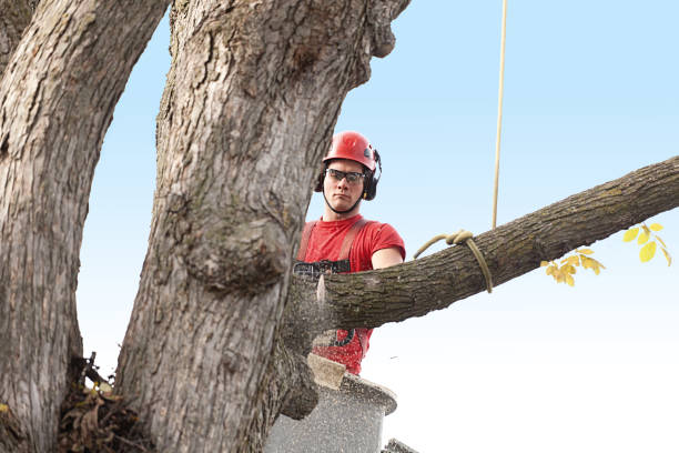 Best Tree Removal  in Auburn, ME